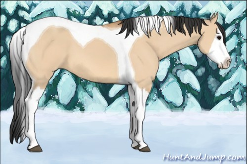 Horse Color:Bay Dun Splash Tobiano 