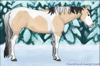 Horse Color:Bay Dun Splash Tobiano 