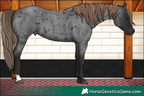 Horse Color:Liver Red Roan 