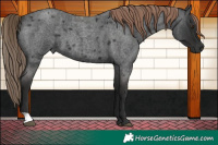Horse Color:Liver Red Roan 