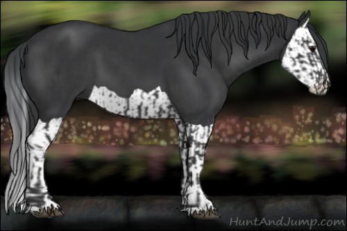 Horse Color:Black and Black Splash