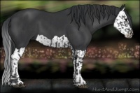 Horse Color:Black  and Black Splash 