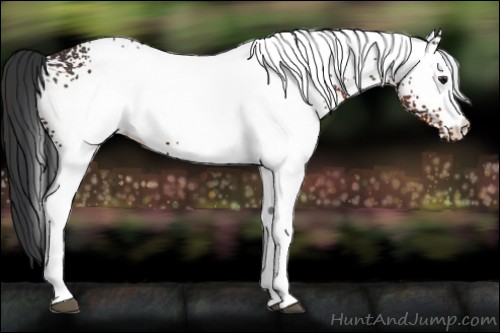 Horse Color:White Spotted Brown 