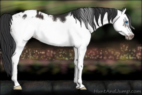 Horse Color:Brown Splash Frame Appaloosa 