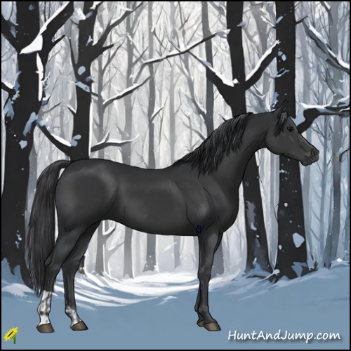 Horse Color:Black  and Black 