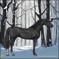 Horse Color:Black  and Black 