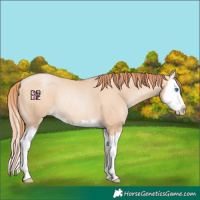 Horse Color:White Spotted Amber Champagne Pearl Splash Rabicano 