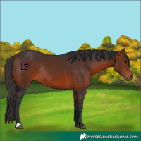 Horse Color:Bay Rabicano 
