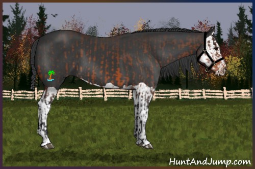 Horse Color:Brown and Black Splash