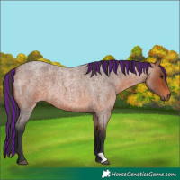 Horse Color:Painted Bay Roan