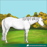 Horse Color:Silver Amber Champagne Appaloosa 