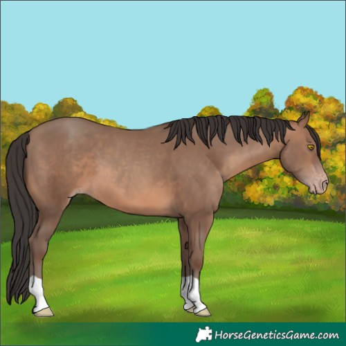 Horse Color:Sable Champagne 