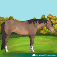 Horse Color:Sable Champagne 