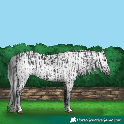 Horse Color:Black  and Gray Black 