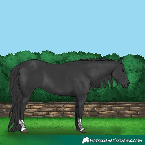 Horse Color:Black  and Black 