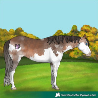 Horse Color:Bay Splash 