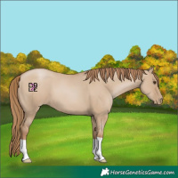 Horse Color:Grullo Pearl 