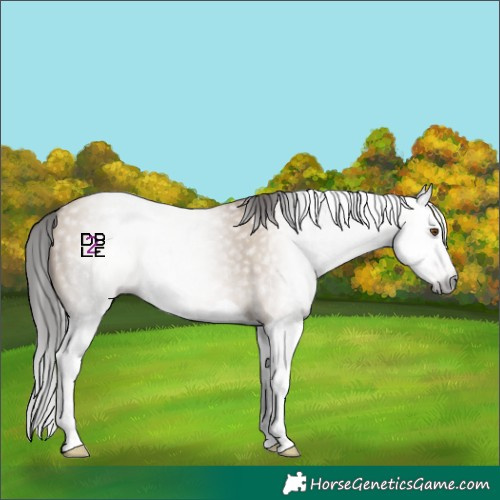 Horse Color:Gray Classic Champagne Dun Splash 