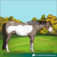 Horse Color:Gray Classic Champagne Roan Sabino Frame