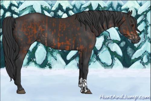 Horse Color:Brown and Black