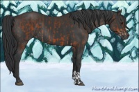 Horse Color:Brown  and Black 