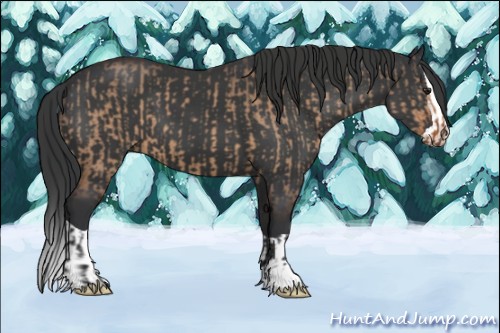 Horse Color:Brown Dun  and Black Splash 