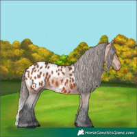 Horse Color:Bay Appaloosa 