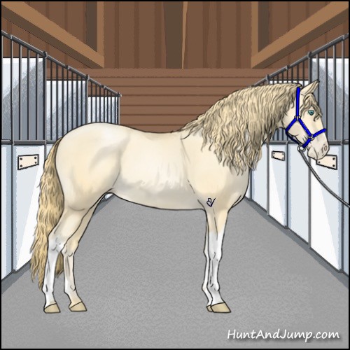 Horse Color:Smoky Black Pearl 