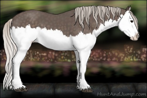 Horse Color:Silver Black Splash