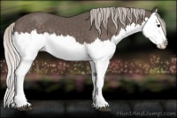 Horse Color:Silver Black Splash