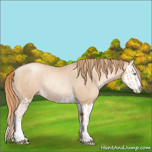 Horse Color:Gold Champagne Pearl Rabicano  and Gold Champagne Pearl Splash Rabicano 