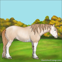 Horse Color:Gold Champagne Pearl Rabicano  and Gold Champagne Pearl Splash Rabicano 