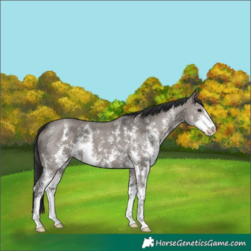 Horse Color:Grullo Sabino