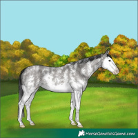 Horse Color:Grullo Sabino Splash 