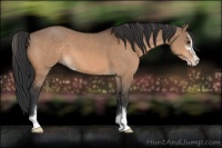 Horse Color:Bay Dun Sabino 