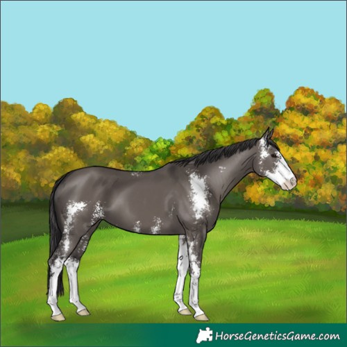 Horse Color:Smoky Grullo Sabino 
