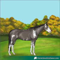 Horse Color:Smoky Grullo Sabino 