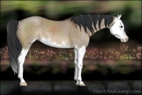 Horse Color:Brown Dun Sabino Splash 