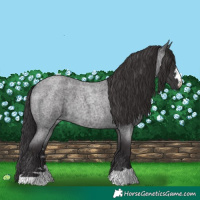 Horse Color:Smoky Blue Roan 