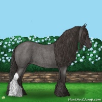 Horse Color:Smoky Blue Roan 
