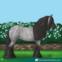 Horse Color:Smoky Blue Roan