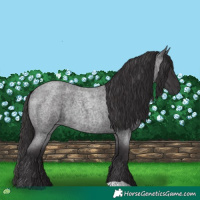 Horse Color:Smoky Blue Roan 
