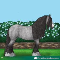 Horse Color:Smoky Blue Roan 