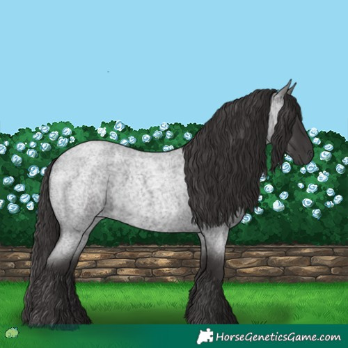 Horse Color:Smoky Blue Roan