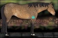 Horse Color:Buckskin Dun 