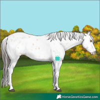 Horse Color:Buckskin Dun Sabino 