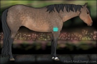 Horse Color:Brown Dun Rabicano 