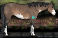 Horse Color:Brown Dun Sabino 
