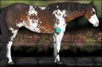 Horse Color:Buckskin Sabino 