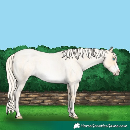 Horse Color:Palomino Roan Pearl Frame 